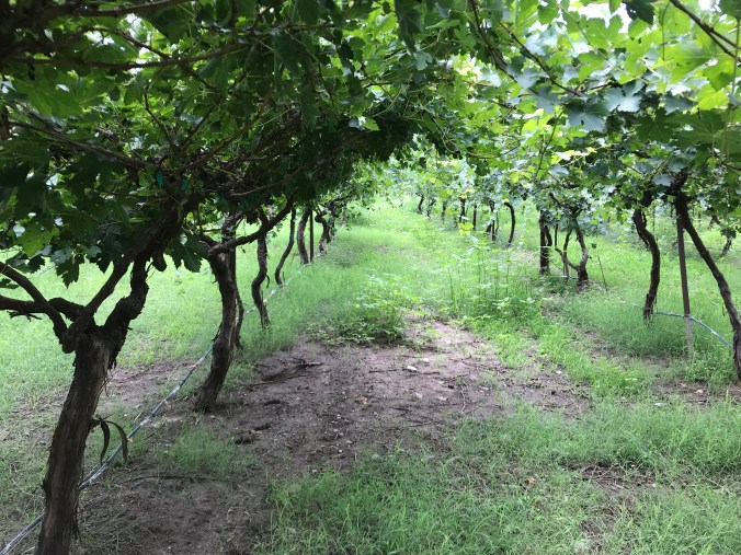 viñedo organico plantas vid